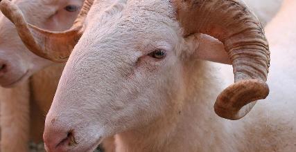 Animali a rischio di estinzione